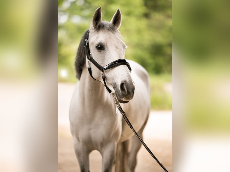 Autres races Jument 8 Ans 138 cm Gris in Hochdorf