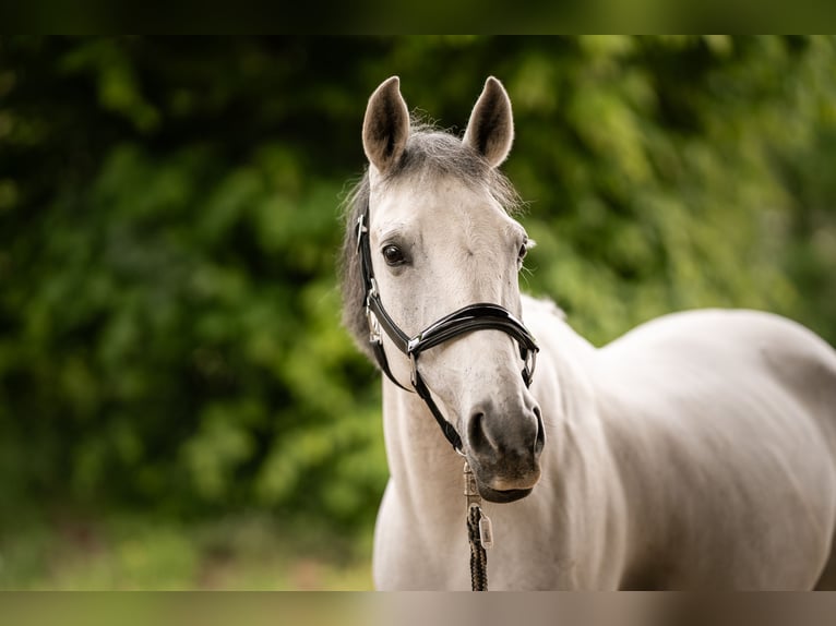 Autres races Jument 8 Ans 138 cm Gris in Hochdorf