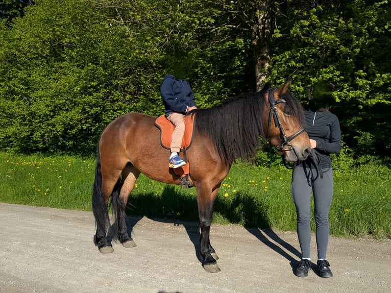 Autres races Croisé Jument 8 Ans 140 cm Bai in Fischbachau Autres races Croisé Jument 8 Ans 140 cm Bai in Fischbachau