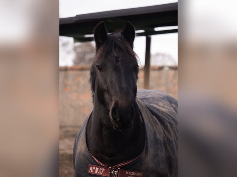 Autres races Croisé Jument 8 Ans 140 cm Noir in Am Großen Bruch