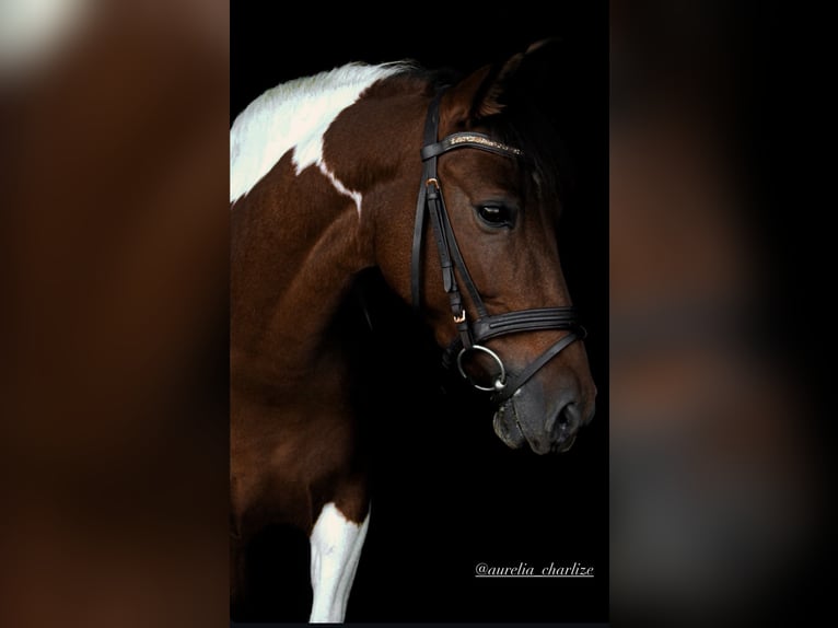 Autres races Jument 8 Ans 142 cm Pinto in Dessau