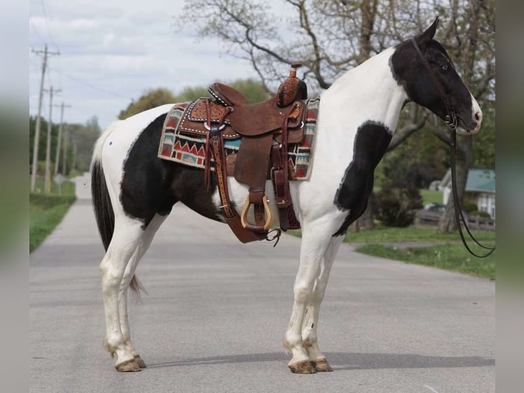 Autres races Jument 8 Ans 142 cm Pinto in Rineyville, KY