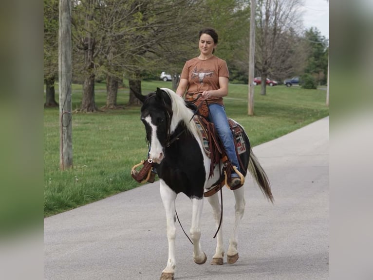 Autres races Jument 8 Ans 142 cm Pinto in Rineyville, KY