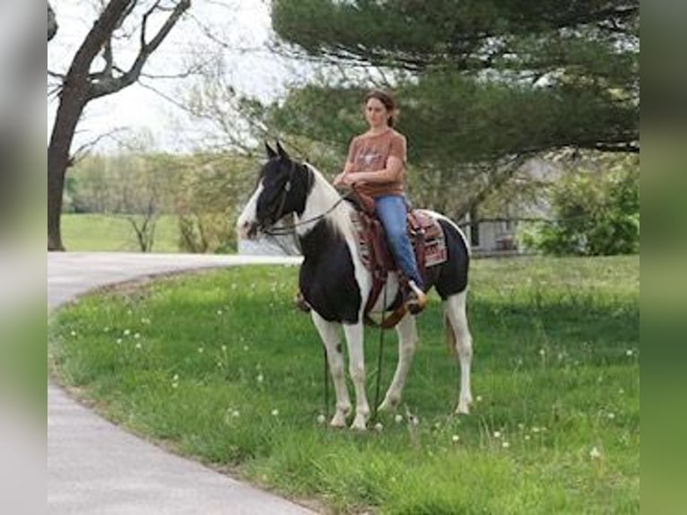 Autres races Jument 8 Ans 142 cm Pinto in Rineyville, KY