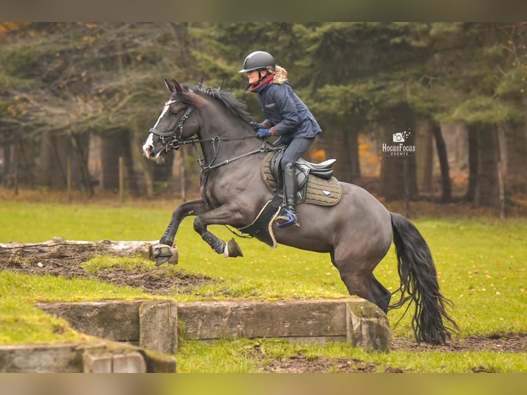 Autres races Croisé Jument 8 Ans 143 cm Noir in Bunschoten