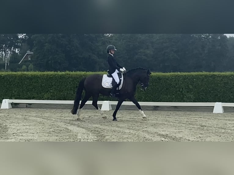 Autres races Croisé Jument 8 Ans 143 cm Noir in Bunschoten