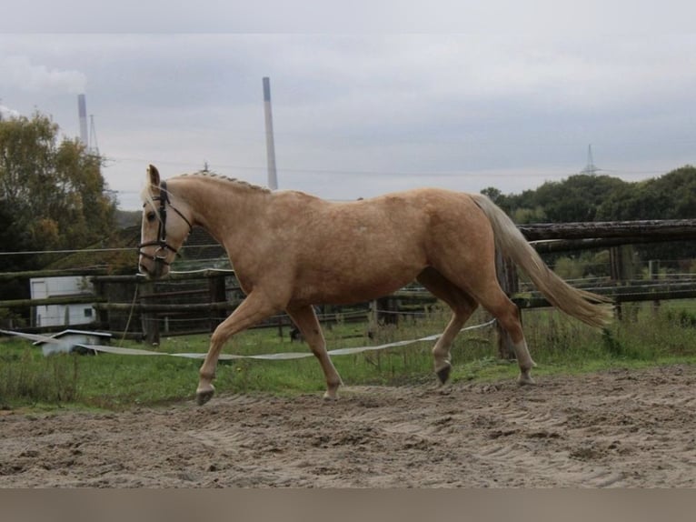 Autres races Jument 8 Ans 143 cm Palomino in Trendelburg