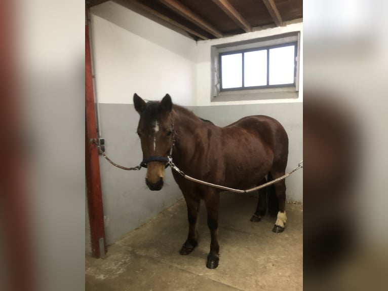 Autres races Croisé Jument 8 Ans 144 cm Bai in Schöntal