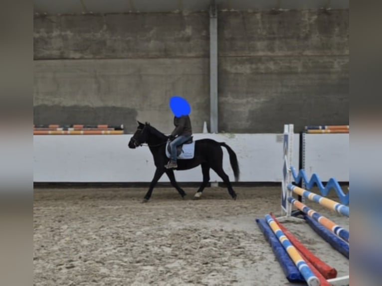 Autres races Jument 8 Ans 145 cm Noir in Breda