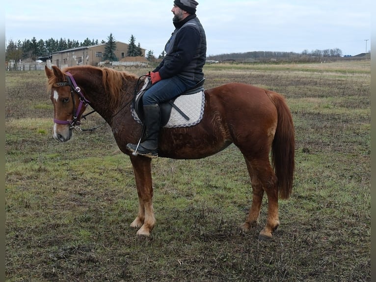 Autres races Jument 8 Ans 147 cm Alezan in Buttstädt
