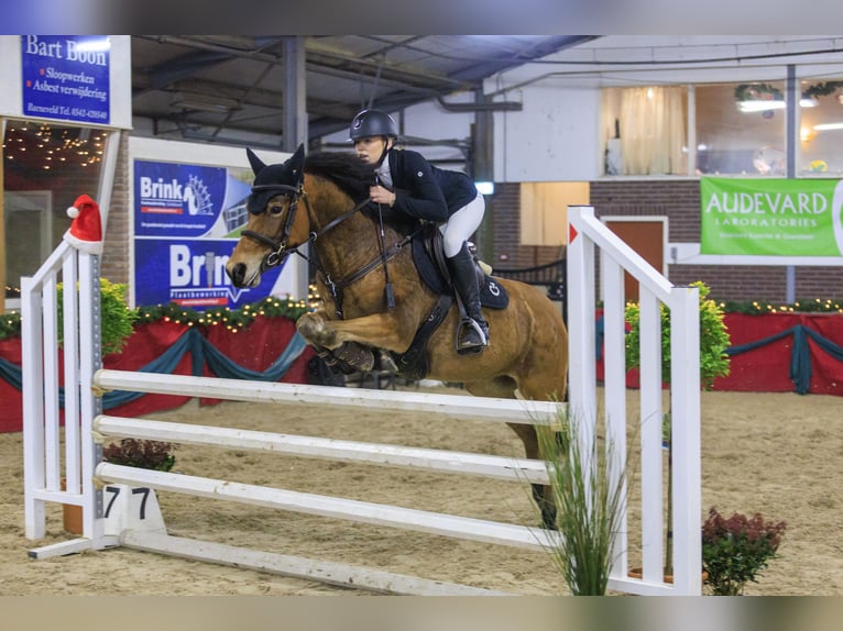 Autres races Jument 8 Ans 147 cm Bai in Harskamp