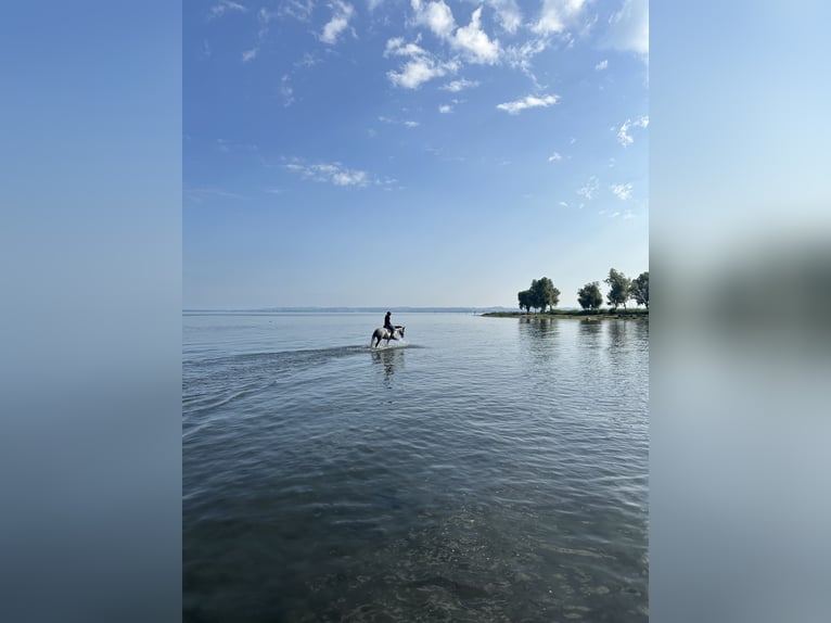 Autres races Jument 8 Ans 148 cm Gris in Feldkirch