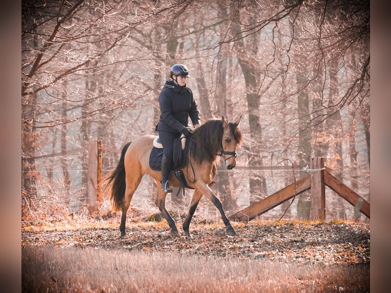 Autres races Jument 8 Ans 148 cm Isabelle in Nettersheim