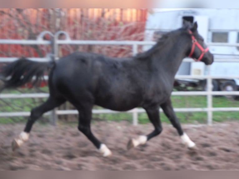 Autres races Jument 8 Ans 148 cm Noir in Ellersleben