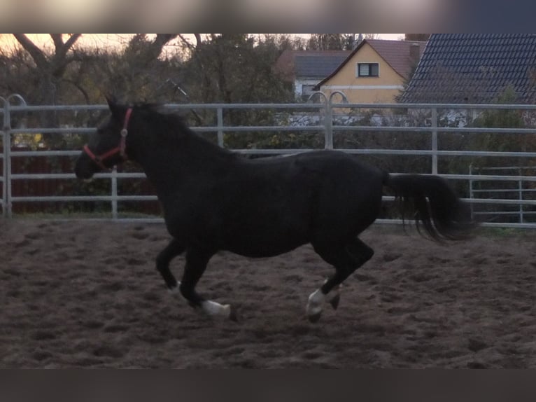 Autres races Jument 8 Ans 148 cm Noir in Ellersleben