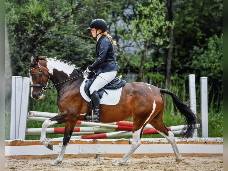 Autres races Jument 8 Ans 149 cm Pinto in VandanS