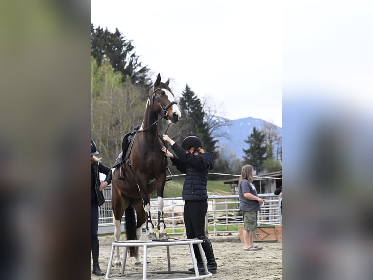 Autres races Jument 8 Ans 149 cm Pinto in VandanS