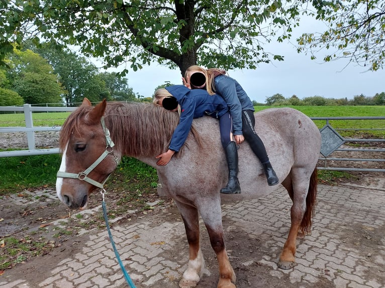 Autres races Croisé Jument 8 Ans 155 cm Alezan in Groß Buchwald