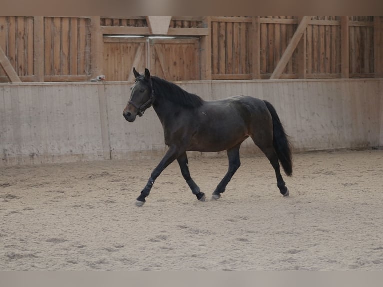 Autres races Jument 8 Ans 155 cm Bai in Bietigheim-Bissingen