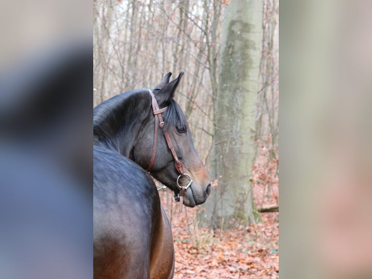 Autres races Jument 8 Ans 155 cm Bai in Bietigheim-Bissingen