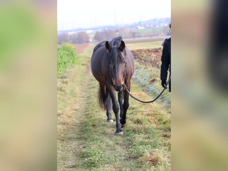 Autres races Jument 8 Ans 155 cm Bai in Bietigheim-Bissingen