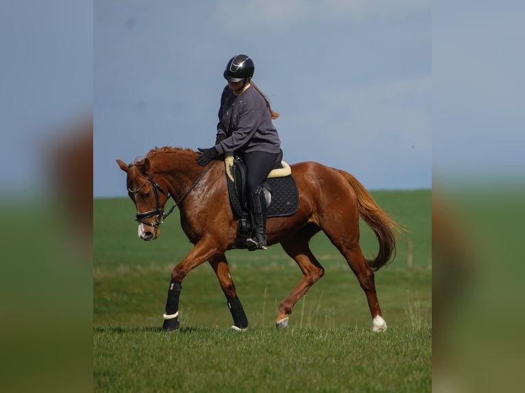 Autres races Jument 8 Ans 157 cm Alezan in Nettersheim