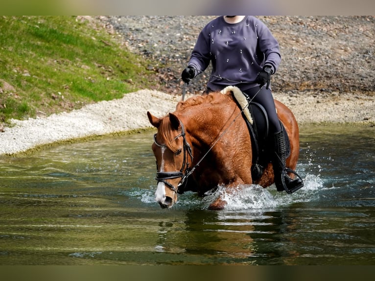 Autres races Jument 8 Ans 157 cm Alezan in Nettersheim