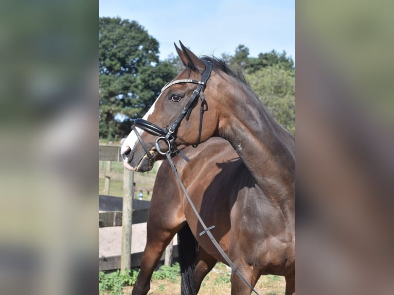 Autres races Jument 8 Ans 162 cm Bai brun in Achtmaal