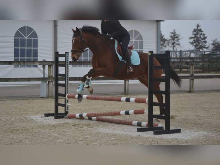 Autres races Jument 8 Ans 165 cm Bai in Breda