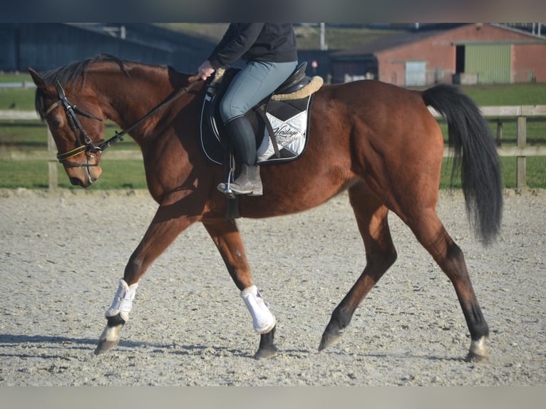 Autres races Jument 8 Ans 165 cm Bai in Breda