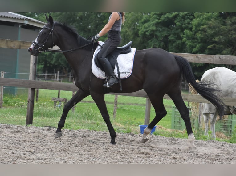 Autres races Jument 8 Ans 165 cm Noir in Achtmaal