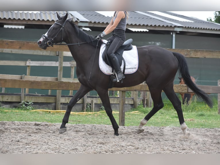 Autres races Jument 8 Ans 165 cm Noir in Achtmaal
