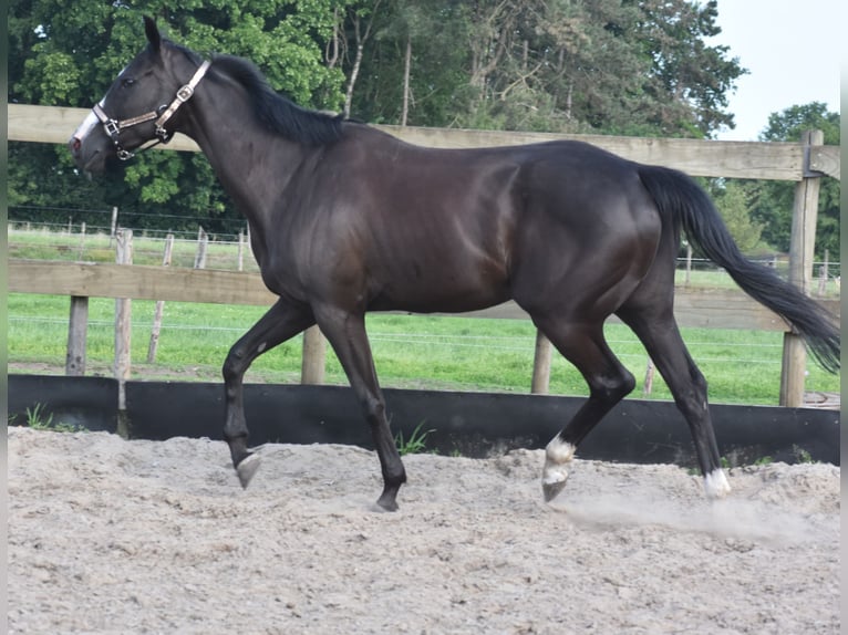 Autres races Jument 8 Ans 165 cm Noir in Achtmaal
