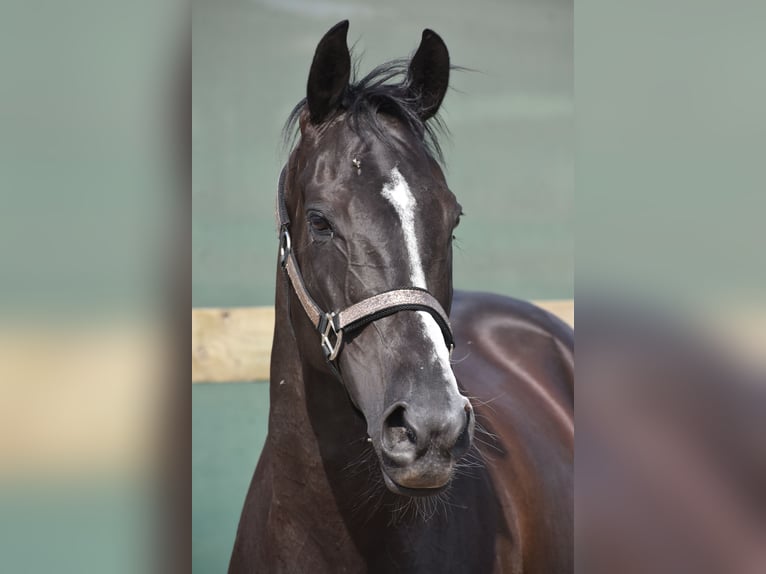 Autres races Jument 8 Ans 165 cm Noir in Achtmaal