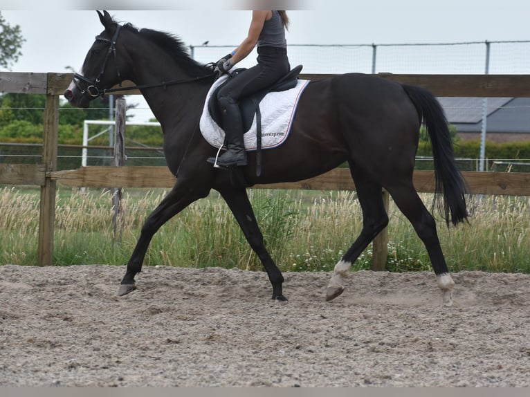 Autres races Jument 8 Ans 165 cm Noir in Achtmaal