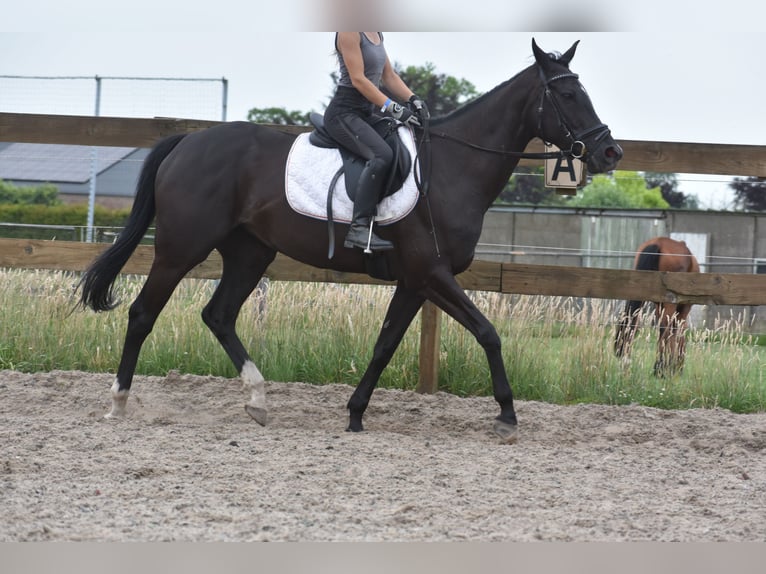 Autres races Jument 8 Ans 165 cm Noir in Achtmaal