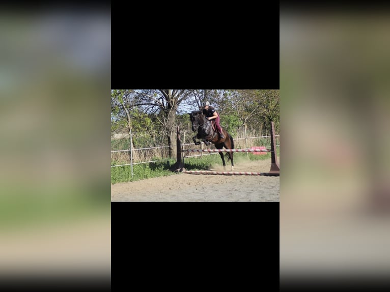 Autres races Jument 8 Ans 168 cm Noir in Mauguio