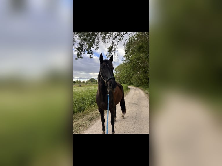 Autres races Jument 8 Ans 168 cm Noir in Mauguio