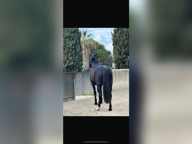 Autres races Jument 8 Ans 168 cm Noir in Mauguio