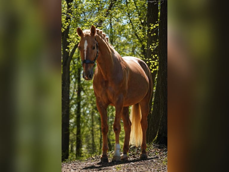 Autres races Jument 8 Ans 168 cm Palomino in Nettersheim