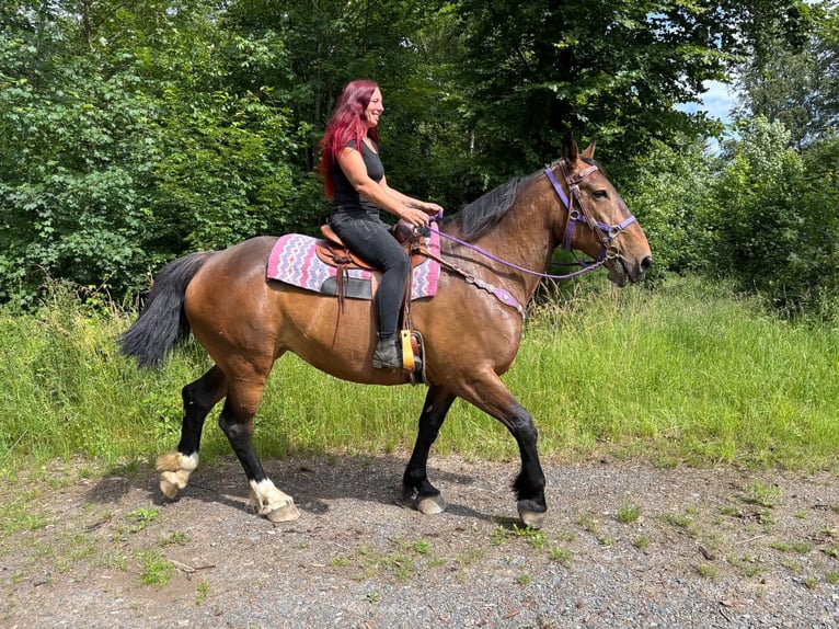 Autres races Jument 8 Ans 173 cm Bai in Linkenbach