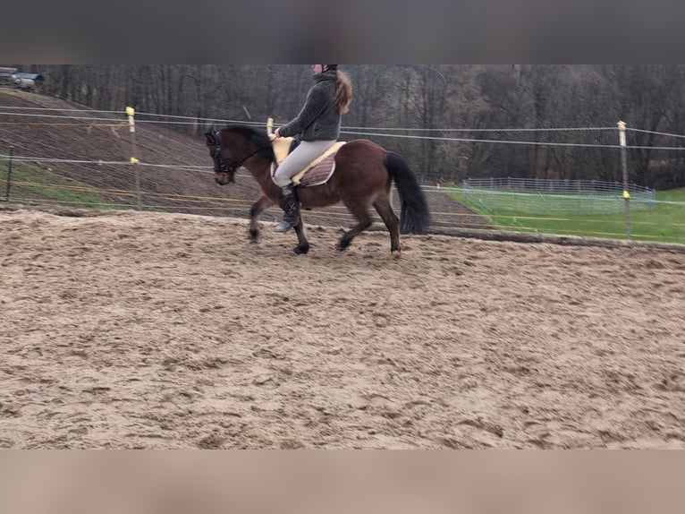 Autres races Jument 9 Ans 116 cm Bai in Morsbach