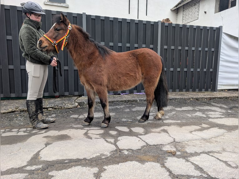 Autres races Jument 9 Ans 116 cm Bai in Morsbach