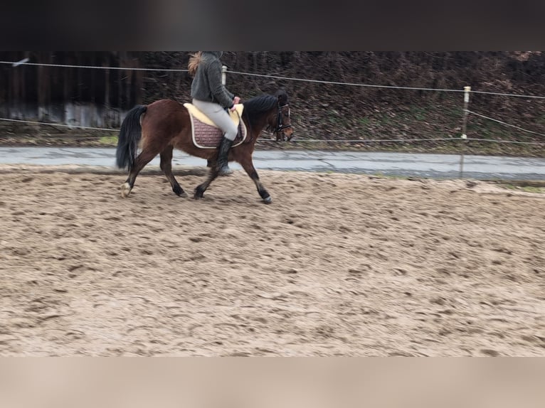 Autres races Jument 9 Ans 116 cm Bai in Morsbach