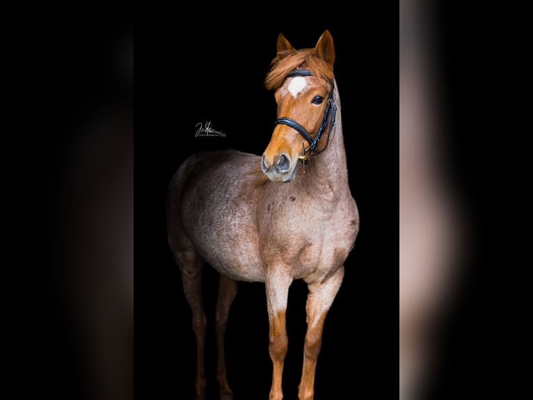 Autres races Croisé Jument 9 Ans 140 cm Rouan Rouge in Breskens