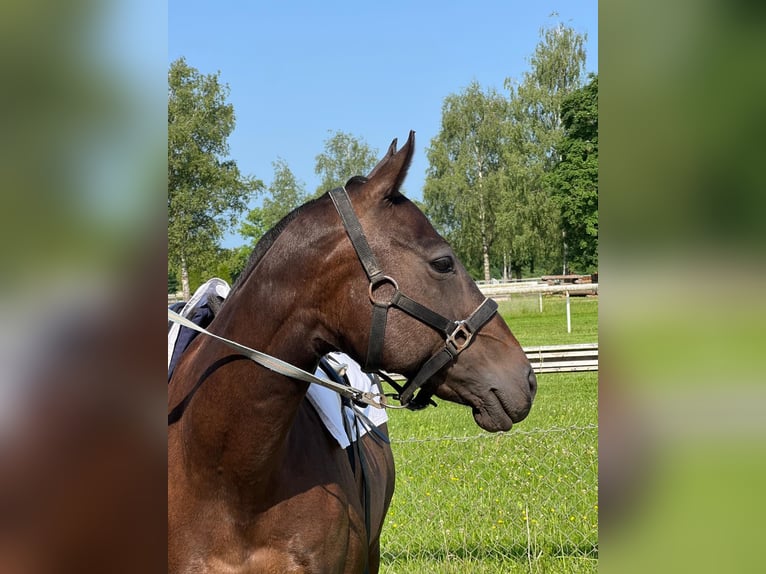 Autres races Jument 9 Ans 144 cm Bai brun in R&#xFC;thi