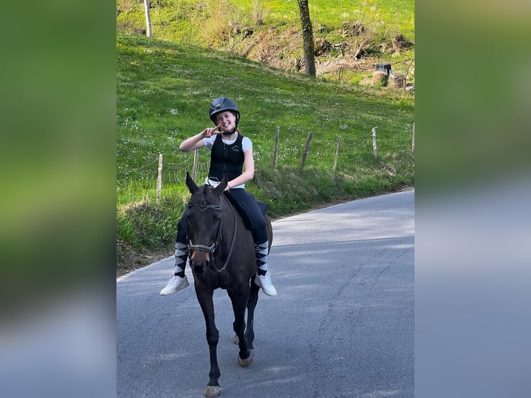 Autres races Jument 9 Ans 144 cm Bai brun in R&#xFC;thi