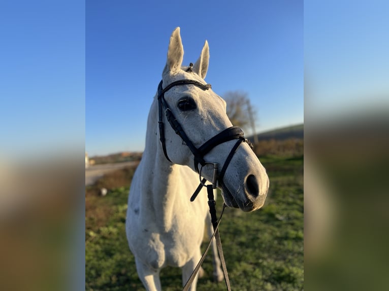 Autres races Jument 9 Ans 146 cm Gris in Senovo