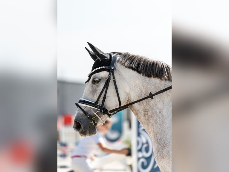 Autres races Croisé Jument 9 Ans 147 cm Gris in Sedliste