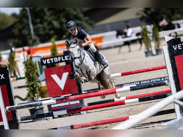 Autres races Croisé Jument 9 Ans 147 cm Gris in Sedliste